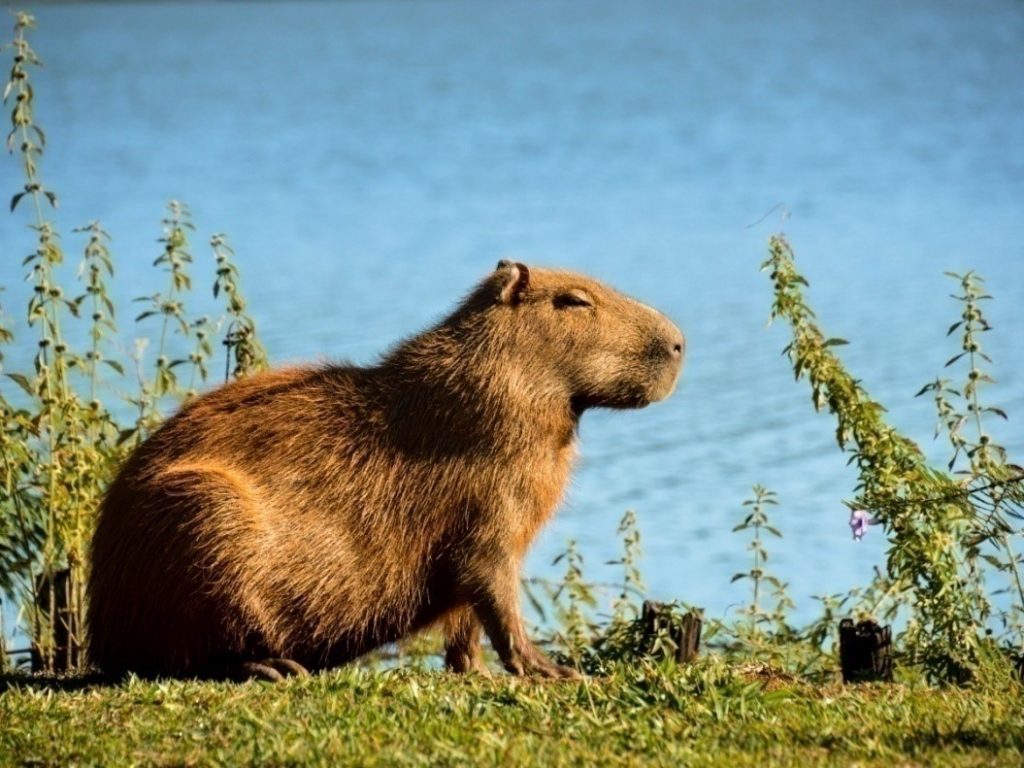 Vida em Miniatura: A capivara insistente