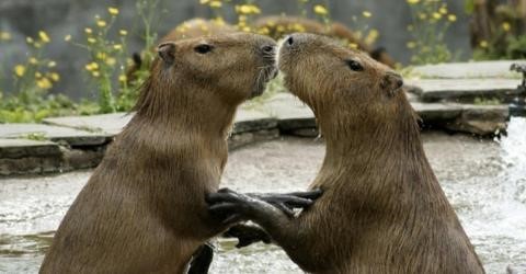 Capivara - ecologia, características, fotos - InfoEscola