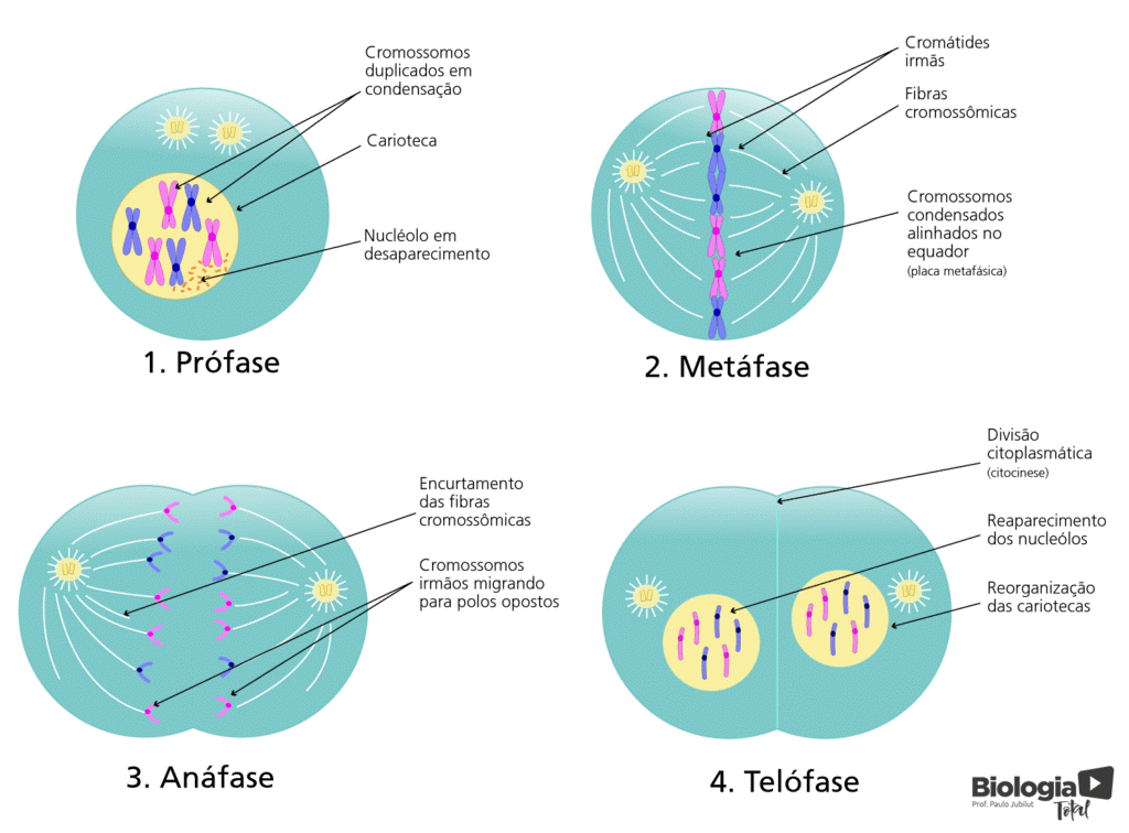 Fases do ciclo celular (artigo)